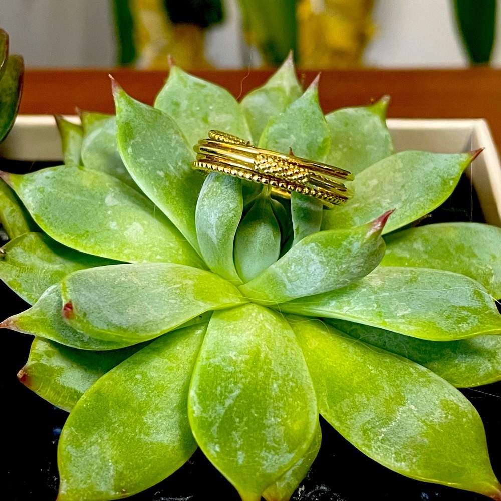 LAGOS Covet 18k Gold Ring